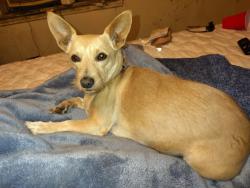 Lost Female Dog last seen Normandy Blvd, Jacksonville, FL 32234