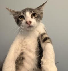 Shelter Stray Male Cat last seen Near Elder Avenue, San Diego, CA, 92154, 5500 Gaines St, San Diego, CA 92110, USA