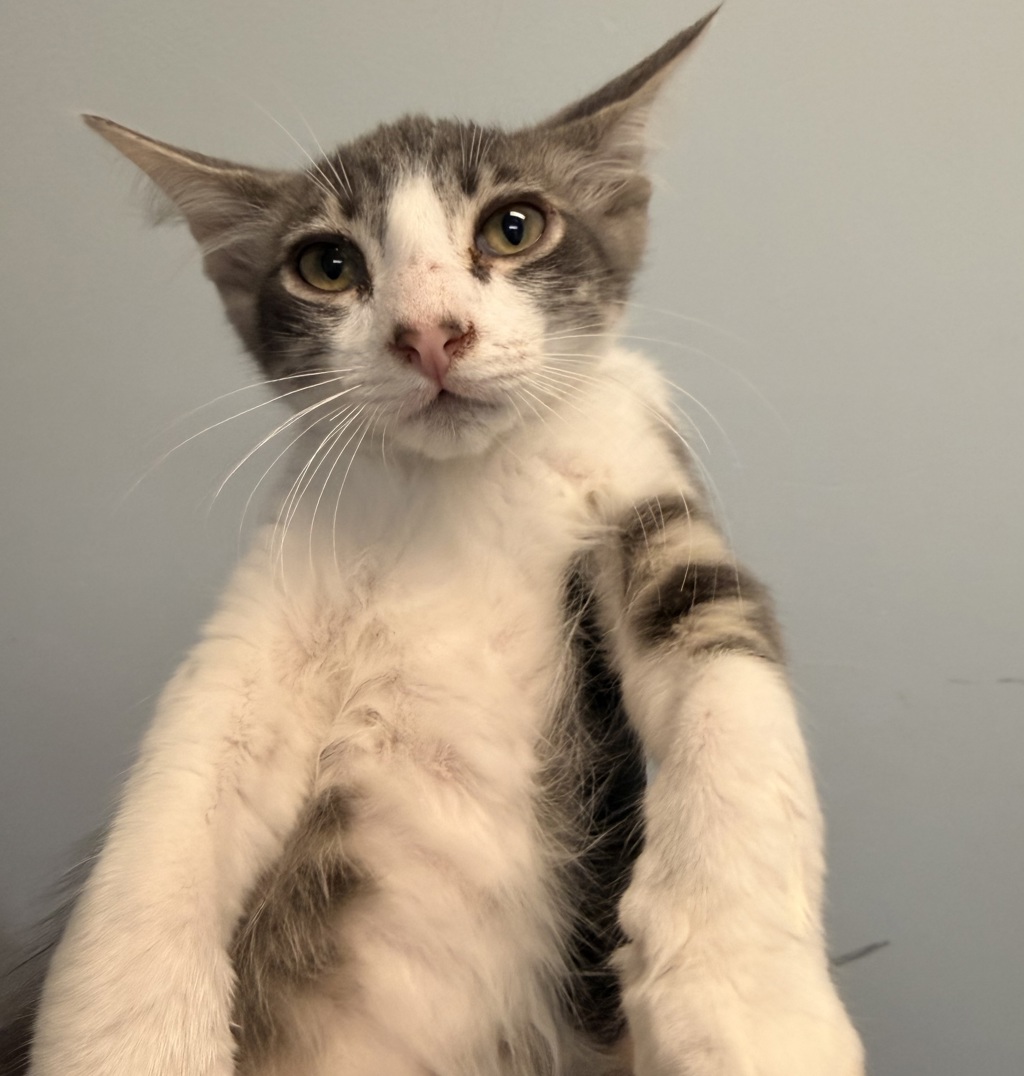 Shelter Stray Male Cat last seen Near Elder Avenue, San Diego, CA, 92154, 5500 Gaines St, San Diego, CA 92110, USA