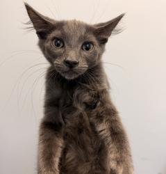Shelter Stray Female Cat last seen Near Elder Avenue, San Diego, CA, 92154, 5500 Gaines St, San Diego, CA 92110, USA