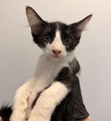 Shelter Stray Male Cat last seen Near Elder Avenue, San Diego, CA, 92154, 5500 Gaines St, San Diego, CA 92110, USA