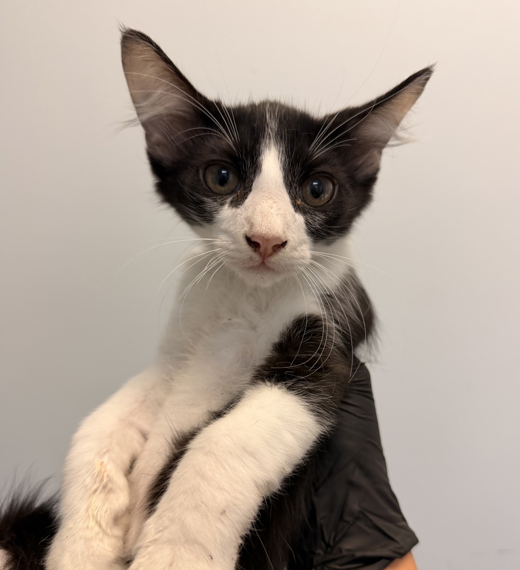 Shelter Stray Male Cat last seen Near Elder Avenue, San Diego, CA, 92154, 5500 Gaines St, San Diego, CA 92110, USA