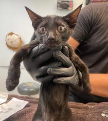 Shelter Stray Male Cat last seen Near Elder Avenue, San Diego, CA, 92154, 5500 Gaines St, San Diego, CA 92110, USA