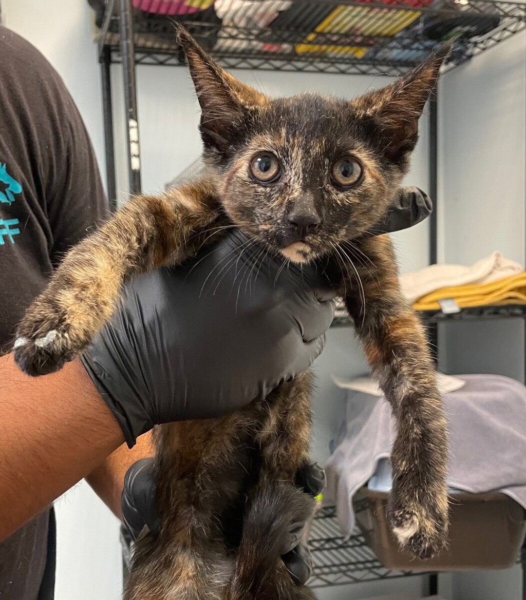 Shelter Stray Female Cat last seen Near Elder Avenue, San Diego, CA, 92154, 5500 Gaines St, San Diego, CA 92110, USA
