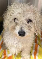 Shelter Stray Male Dog last seen Near Gateway Center Drive, San Diego, CA, 92102, El Cajon, CA 92020, USA