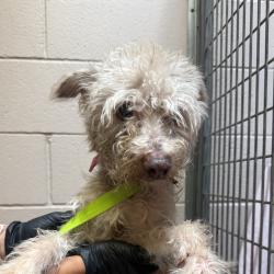 Shelter Stray Female Dog last seen Not Provided., San Diego, CA, 92173, 5500 Gaines St, San Diego, CA 92110, USA