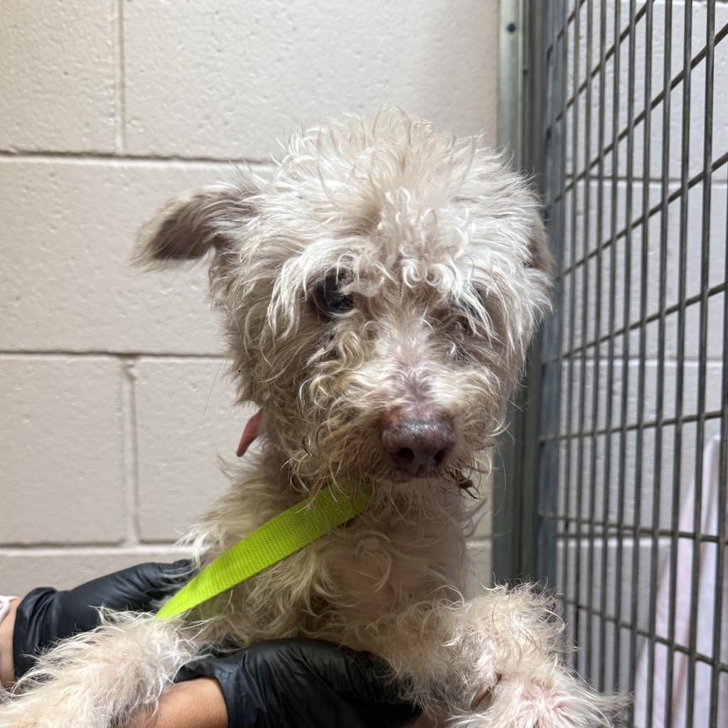 Shelter Stray Female Dog last seen Not Provided., San Diego, CA, 92173, 5500 Gaines St, San Diego, CA 92110, USA