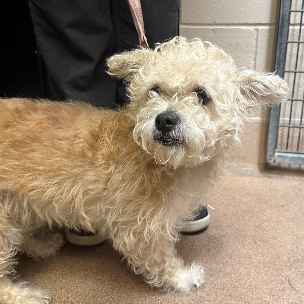 Shelter Stray Female Dog last seen Not Provided., San Diego, CA, 92173, 5500 Gaines St, San Diego, CA 92110, USA