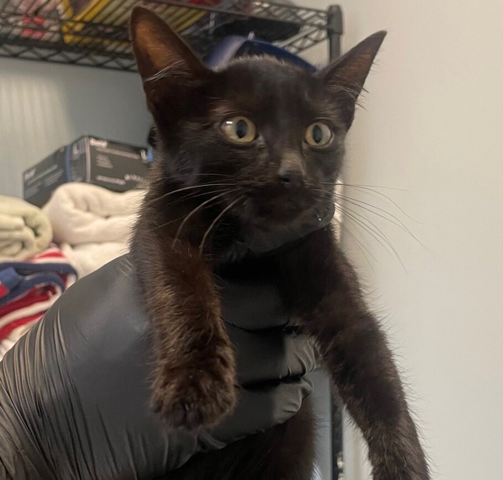 Shelter Stray Female Cat last seen 58th Street, San Diego, CA, 92115, 5500 Gaines St, San Diego, CA 92110, USA