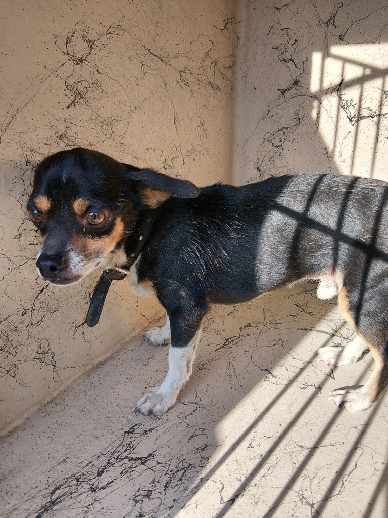 Shelter Stray Male Dog last seen Near Clearview Drive, BROUSSARD, LA, 70518, 410 Dugas Rd, Lafayette, LA 70507, USA