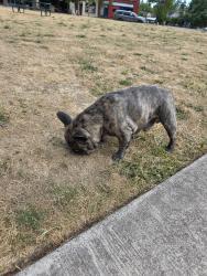 Found/Stray Male Dog last seen Ferry st, Dayton, OR 97114