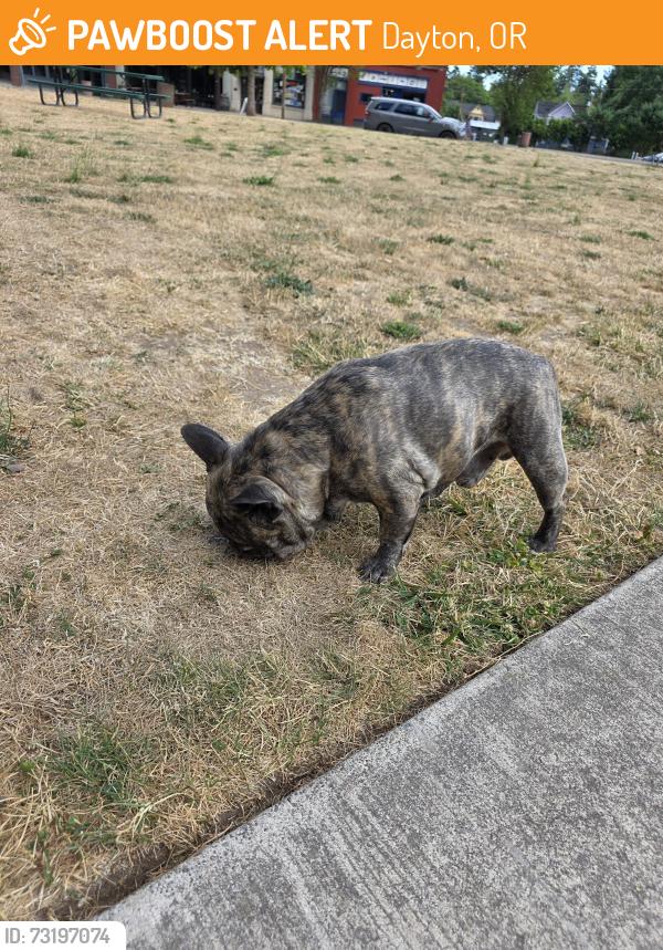 Found/Stray Male Dog last seen Ferry st, Dayton, OR 97114