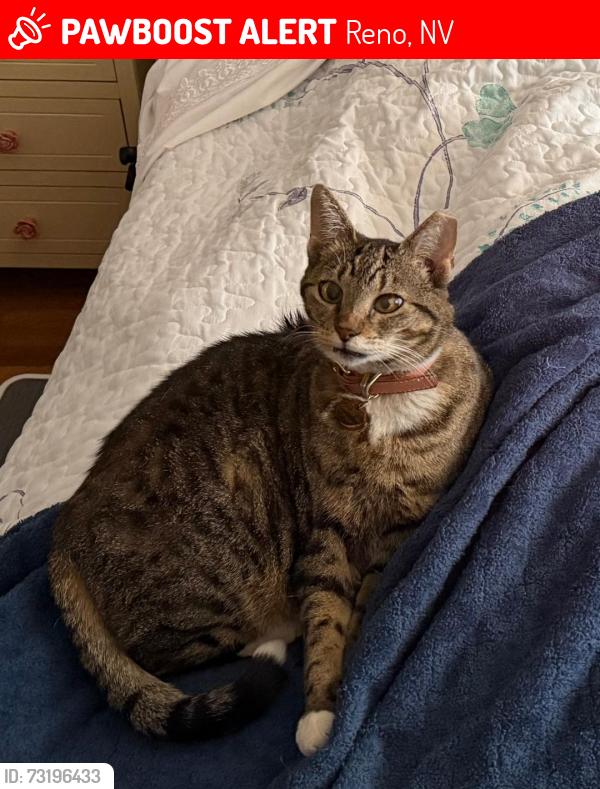 Lost Female Cat last seen Rancho San Rafael Park, Reno, NV 89503