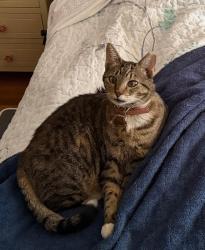 Lost Female Cat last seen Rancho San Rafael Park, Reno, NV 89503