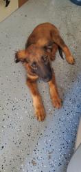 Reunited Male Dog last seen Center Parkway, Sacramento, CA 95823