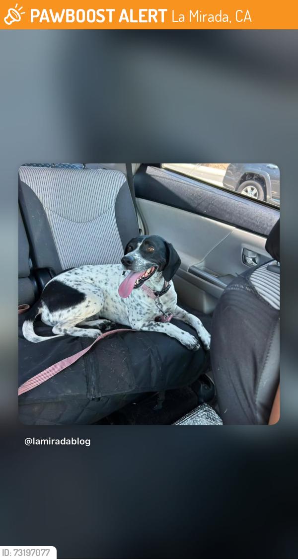 Found/Stray Male Dog last seen Stage Road - Between Alondra and Biola, La Mirada, CA 90638
