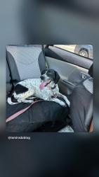 Found/Stray Male Dog last seen Stage Road - Between Alondra and Biola, La Mirada, CA 90638