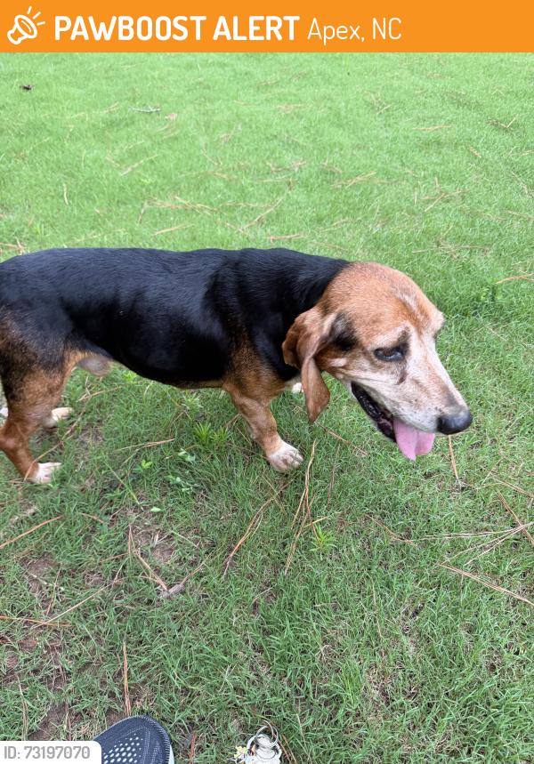 Found/Stray Male Dog last seen Near Windsong Circle Fuquay Varina NC, Apex, NC 27539