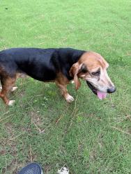 Found/Stray Male Dog last seen Near Windsong Circle Fuquay Varina NC, Apex, NC 27539