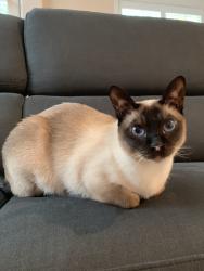 Lost Male Cat last seen Champagne Point, Kirkland, WA 98034