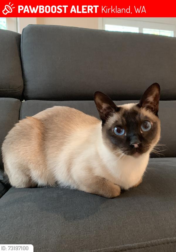 Lost Male Cat last seen Champagne Point, Kirkland, WA 98034
