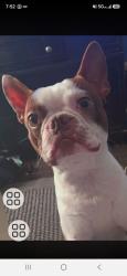 Reunited Male Dog last seen Eastbroadway and woodville east Toledo, Toledo, OH 43604