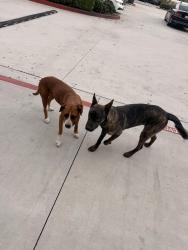 Found/Stray Unknown Dog last seen Cajon blvd in Amazon SBD3, San Bernardino, CA 92407