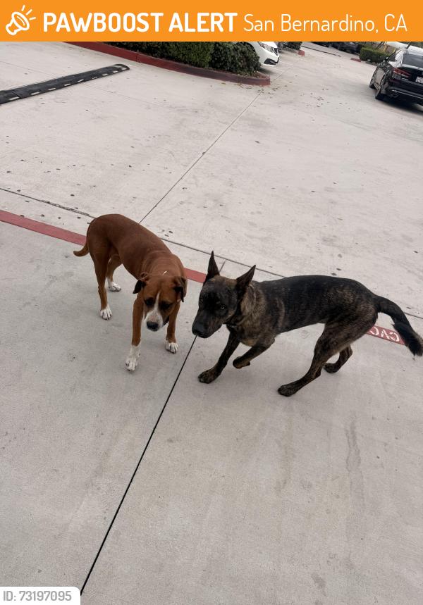 Found/Stray Unknown Dog last seen Cajon blvd in Amazon SBD3, San Bernardino, CA 92407