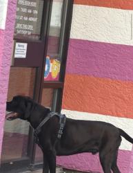 Reunited Unknown Dog last seen Amy’s donuts, Columbus, OH 43228