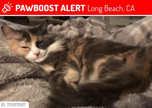 Lost Female Cat last seen Wardlow & Lama, Long Beach, CA 90808