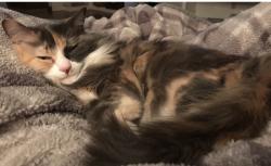 Lost Female Cat last seen Wardlow & Lama, Long Beach, CA 90808
