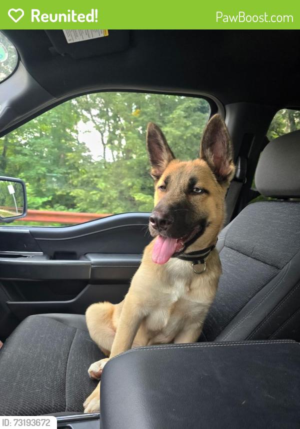 Reunited Male Dog last seen S 12th Street near Monro Auto Service, Allentown, PA 18103