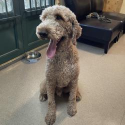 Shelter Stray Male Dog last seen , 361 S Raymond Ave, Pasadena, CA 91105, USA