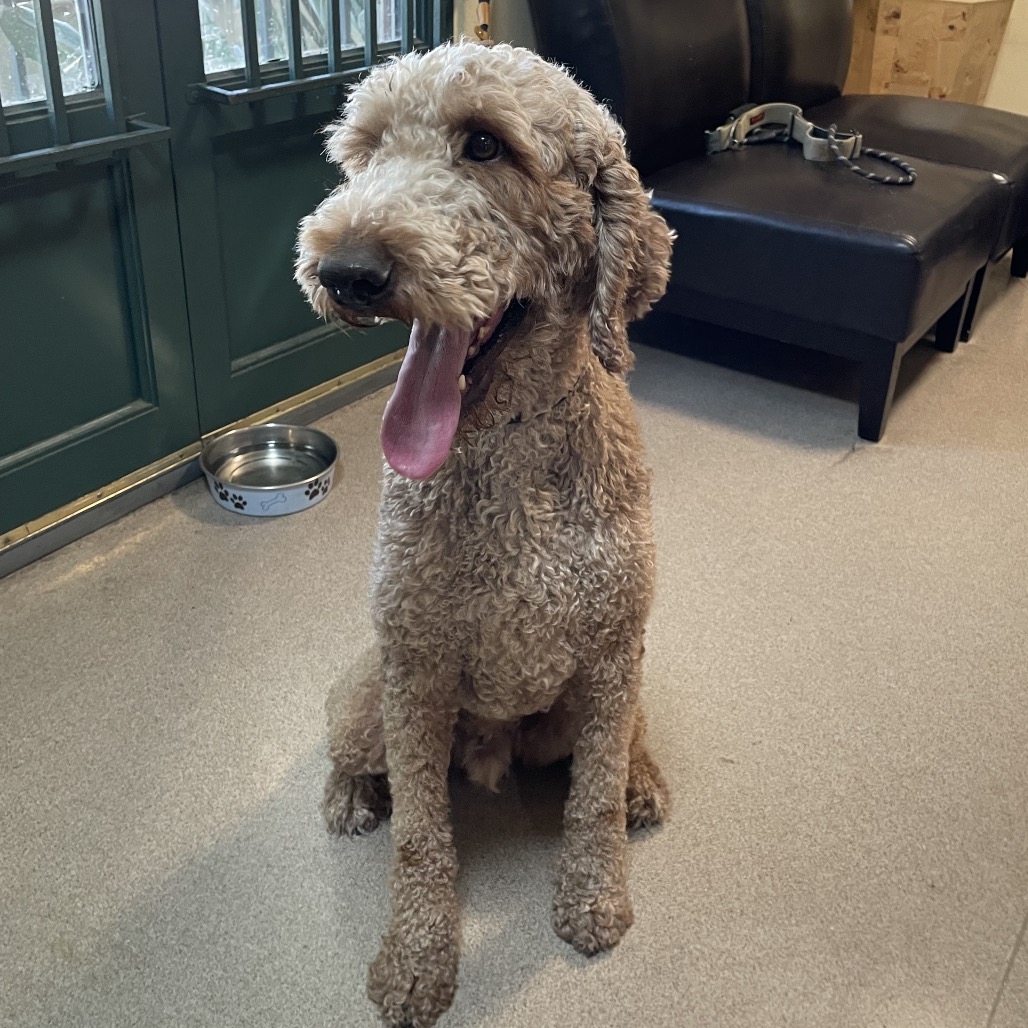 Shelter Stray Male Dog last seen , 361 S Raymond Ave, Pasadena, CA 91105, USA