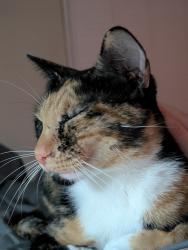 Reunited Female Cat last seen California Ln between Bowen and Fielder, Arlington, TX 76015