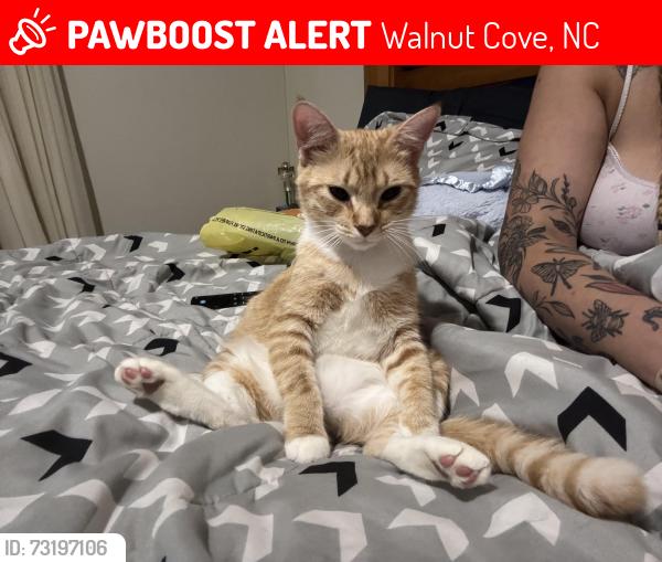 Lost Female Cat last seen Hickory fork road, Walnut Cove, NC 27052