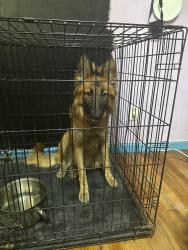 Lost Female Dog last seen Pitt county fair grounds, Greenville, NC 27834