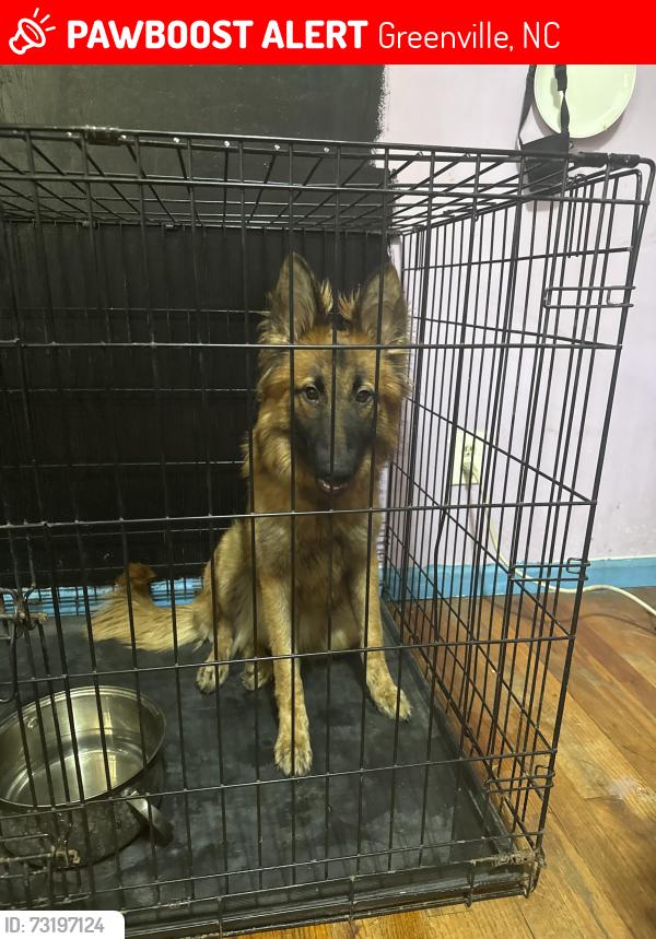 Lost Female Dog last seen Pitt county fair grounds, Greenville, NC 27834