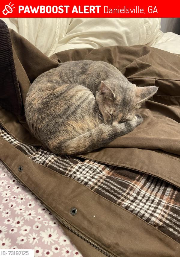 Lost Female Cat last seen Near the Marathon Station end of the road, Danielsville, GA 30633