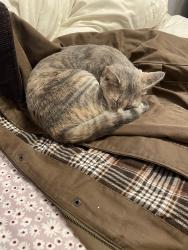 Lost Female Cat last seen Near the Marathon Station end of the road, Danielsville, GA 30633