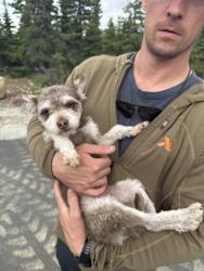Reunited Female Dog last seen Avalanche circle, Anchorage, AK 99516