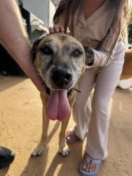 Reunited Female Dog last seen SW 157th Ct & SW 284th St, Florida 33033, USA, Miami-Dade County, FL 33033