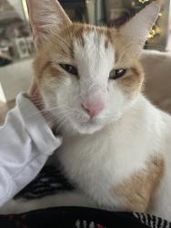 Lost Male Cat last seen Southern Oaks, Burleson, TX 76028
