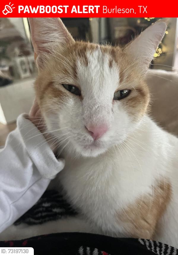 Lost Male Cat last seen Southern Oaks, Burleson, TX 76028