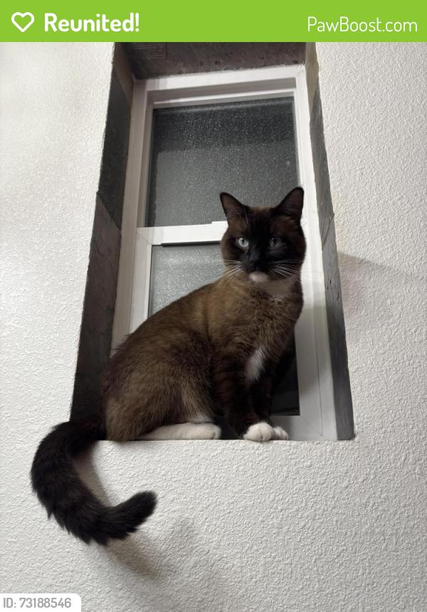 Reunited Female Cat last seen 35th and newton, Denver, CO 80211