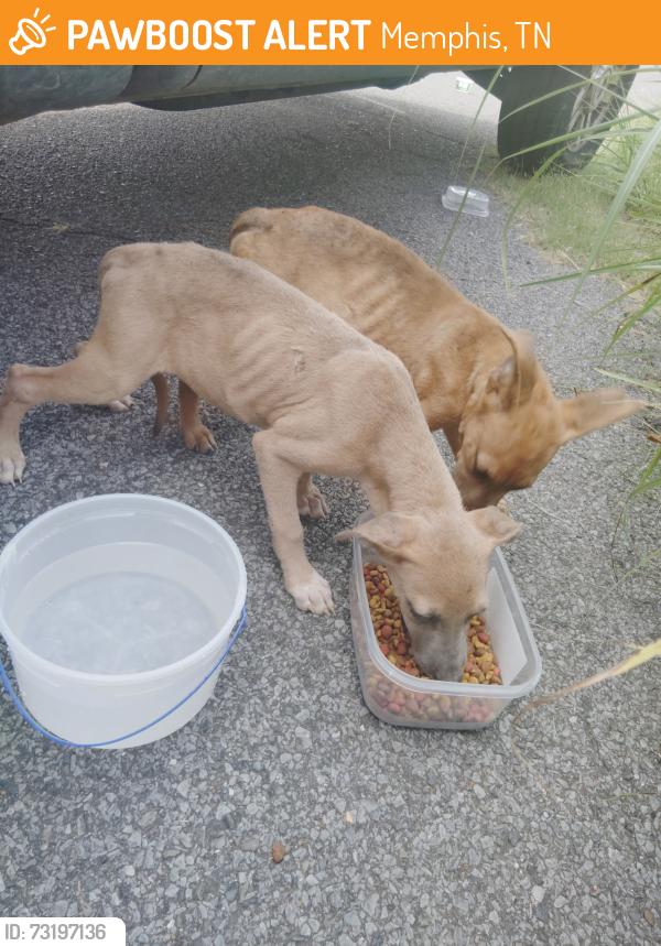 Found/Stray Unknown Dog last seen Street in front of hse, Memphis, TN 38106