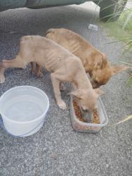 Found/Stray Unknown Dog last seen Street in front of hse, Memphis, TN 38106