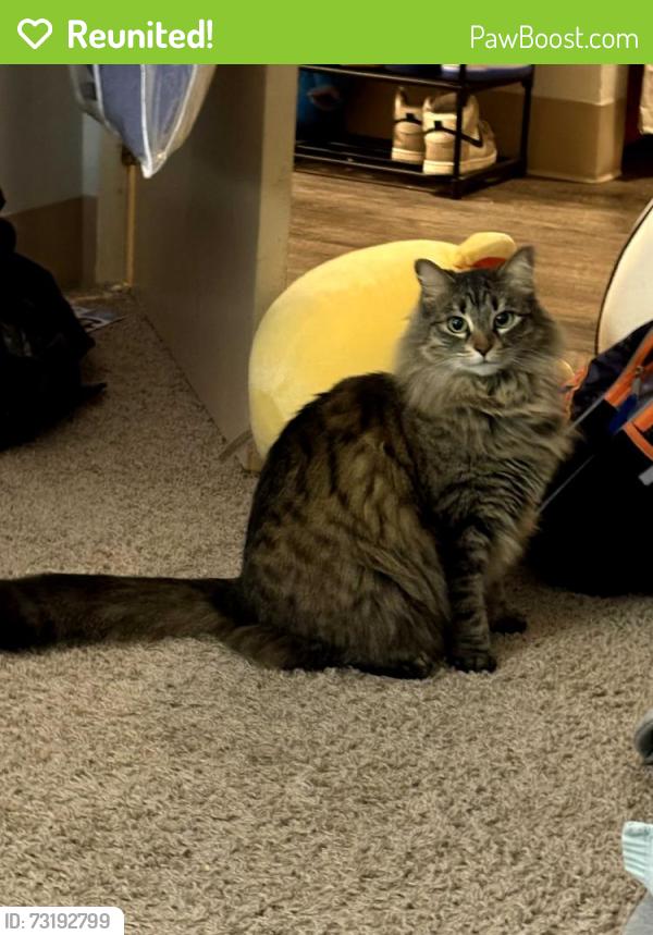 Reunited Female Cat last seen 112th & A street, Parkland, WA 98444