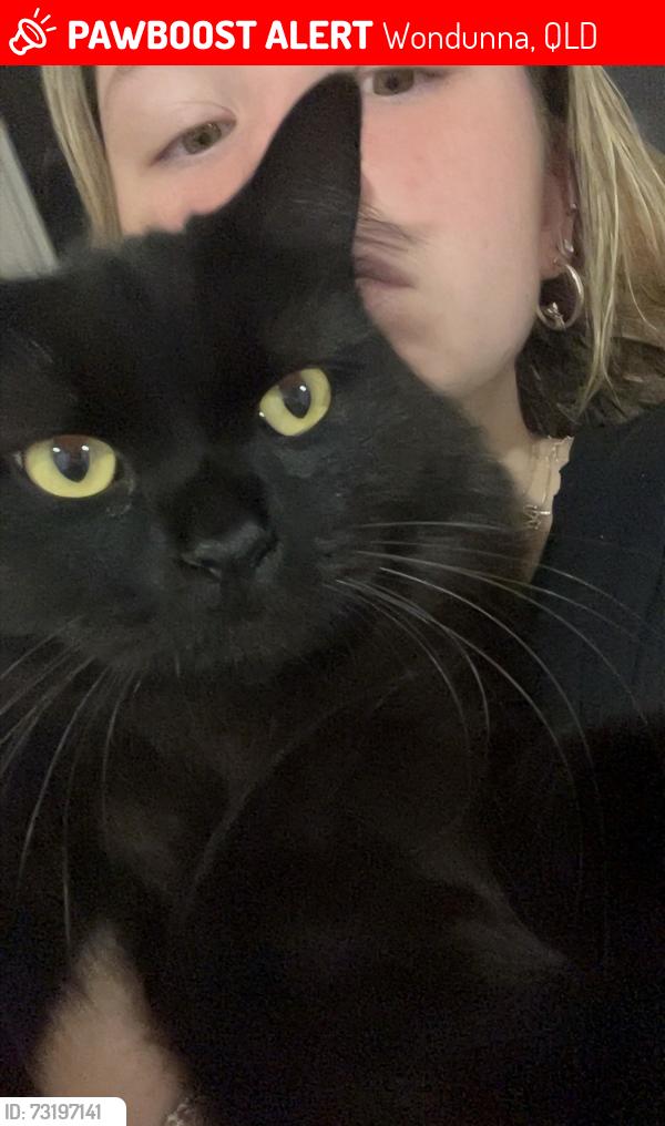 Lost Male Cat last seen Fraser Coast Anglican College, Wondunna, QLD 4655