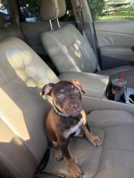 Lost Male Dog last seen pacific blvd se, Albany, OR 97321
